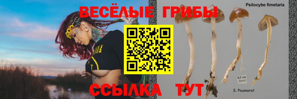Псилоцибиновые грибы Psilocybine cubensis Черемхово
